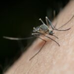 Jasa semprot nyamuk Garda Pest Control menyediakan layanan pengendalian hama nyamuk profesional dan efektif untuk rumah dan lingkungan sekitar