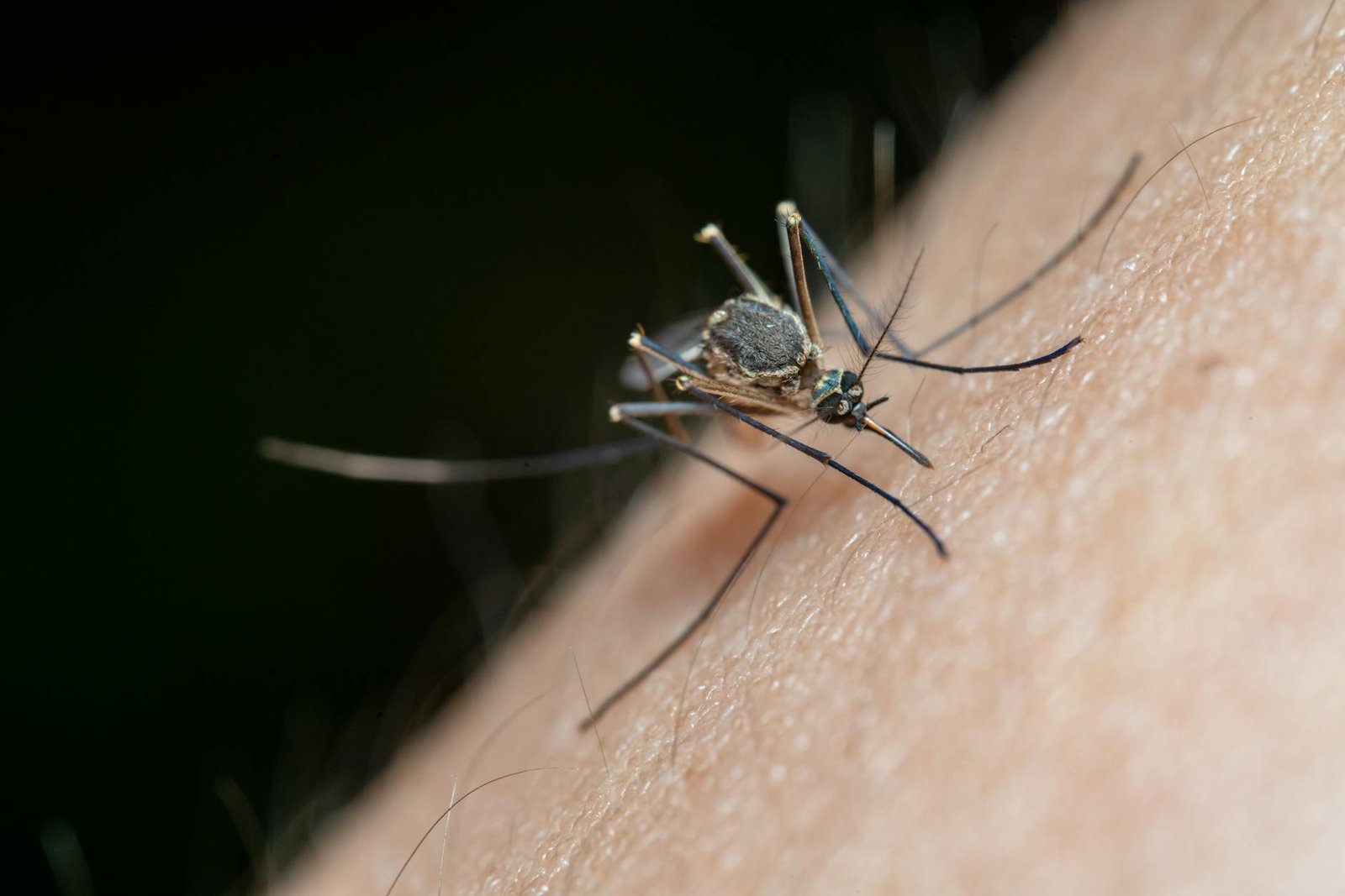 Jangan Biarkan Nyamuk Menghancurkan Hidup Anda, Inilah Solusi Ampuh Dari Jasa Semprot Nyamuk Garda Pest Control Yang Wajib Anda Coba Sekarang Juga