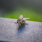 Jasa Pembasmi Kecoa Terdekat Garda Pest Control