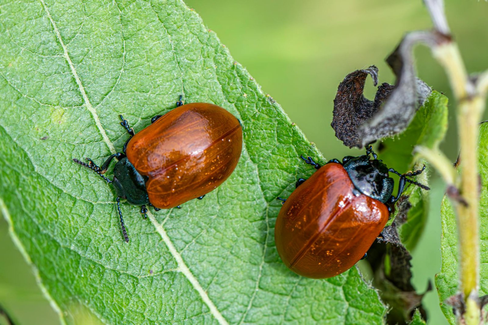 Jasa Pembasmi Cicak Semarang Garda Pest Control