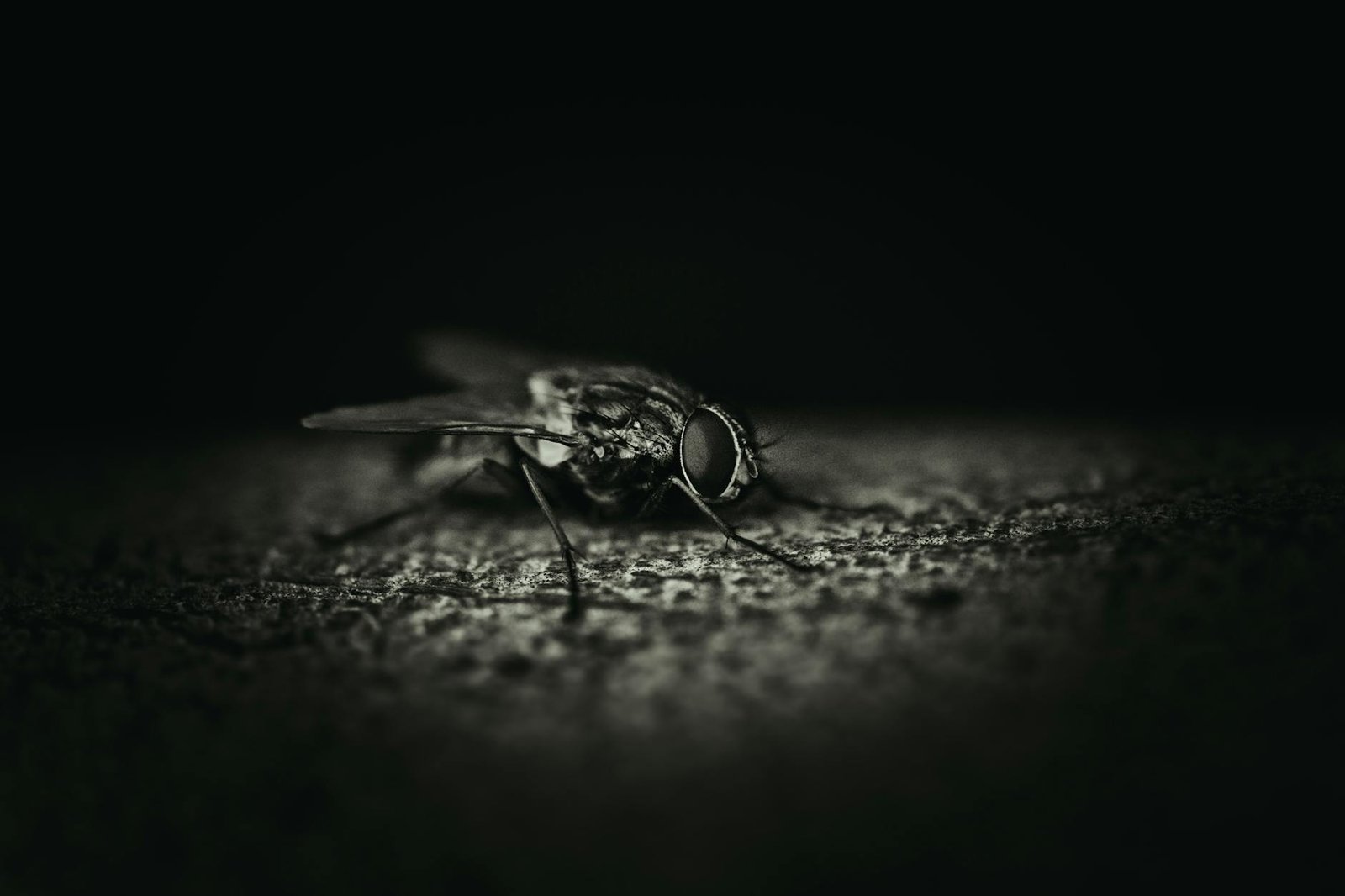 Layanan jasa pembasmi lalat Garda Pest Control profesional dan efektif untuk menghilangkan lalat di rumah atau kantor Anda