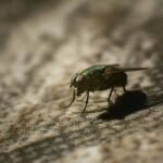 Jasa Semprot Nyamuk Garda Pest Control