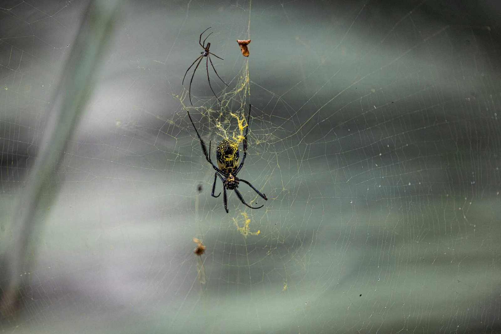 Pembasmi ular Semarang Garda Pest Control menyediakan jasa pembasmi ular profesional dan aman untuk menghilangkan ular di rumah atau kantor Anda di Semarang
