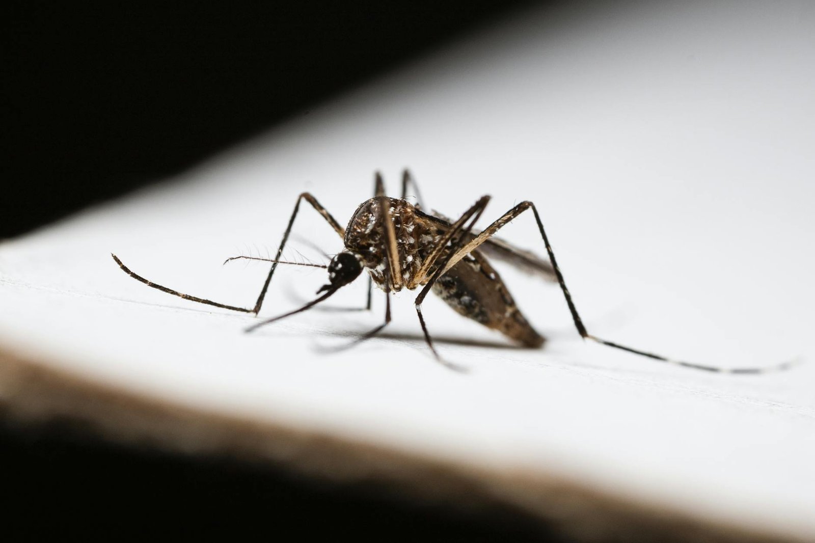 Jasa Pembasmi Nyamuk Semarang Garda Pest Control