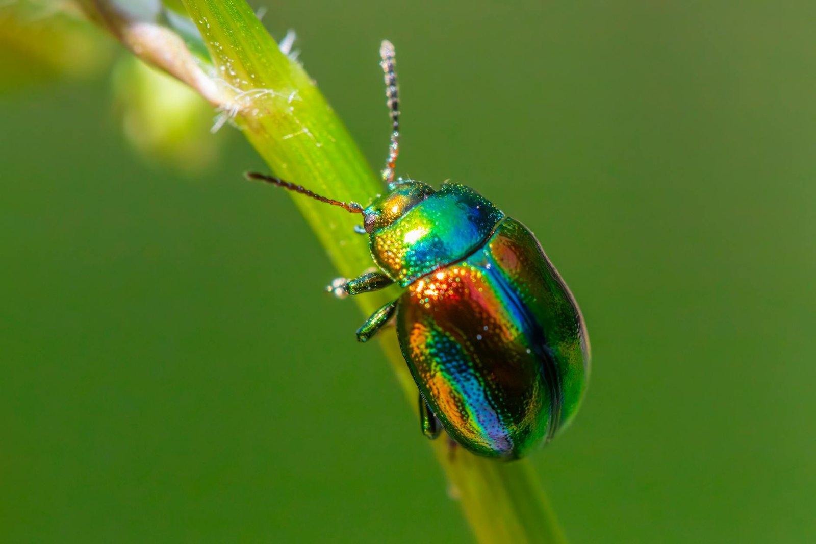 Cicak di tembok rumah basah yang dibasmi oleh jasa pembasmi cicak Garda Pest Control profesional dan efektif