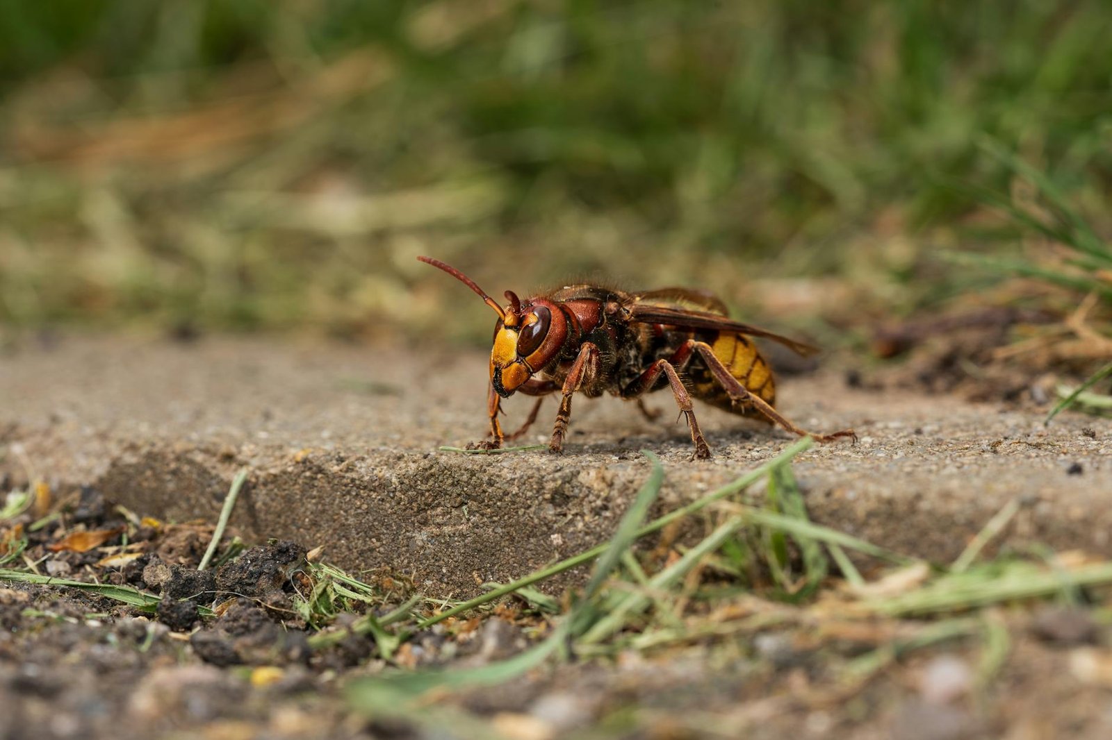 Jasa Pembasmi Tawon Semarang Garda Pest Control